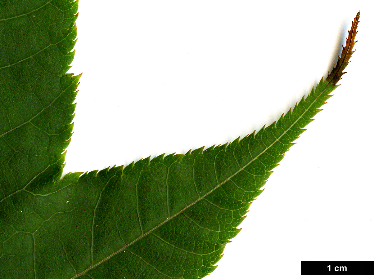 High resolution image: Family: Sapindaceae - Genus: Acer - Taxon: aff. pectinatum